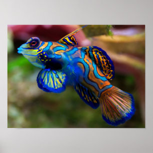 Póster Peixes do mandarino
