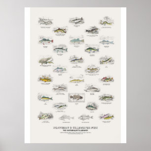 Poster Peixes do Norte e de Água Fria - Biblioteca do Nat
