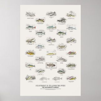Poster Peixes do Norte e de Água Fria - Biblioteca do Nat