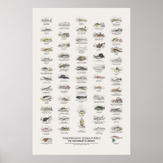 Poster Peixes do Oceano Temperado - Biblioteca do Natural