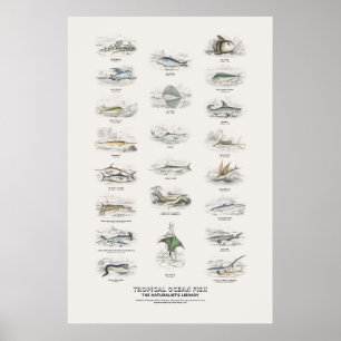 Poster Peixes do Oceano Tropical - Biblioteca do Naturali