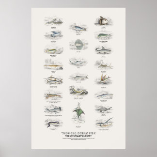 Poster Peixes do Oceano Tropical - Biblioteca do Naturali