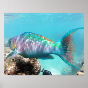 Póster Peixes do papagaio de Havaí da baía de Hanauma
