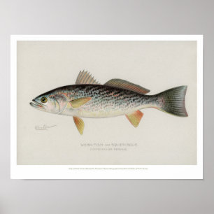 Póster Peixes do vintage - Fraco-Peixes