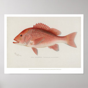 Póster Peixes do vintage - luciano