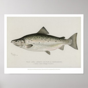 Póster Peixes do vintage - salmões fechados da terra