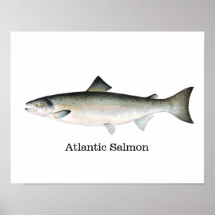 Póster Peixes dos salmões atlânticos