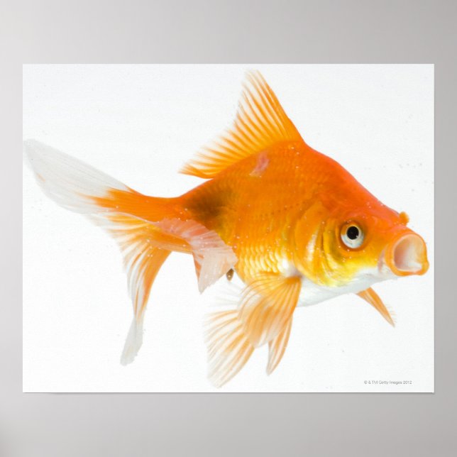 Póster Peixes dourados sobre fundo branco (Frente)