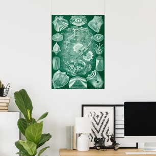 Póster Peixes e escudos de Teleostei do vintage por Ernst