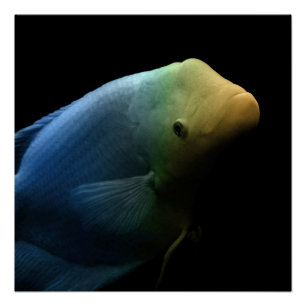 Póster Peixes em Tanque - Fotografia de Arte