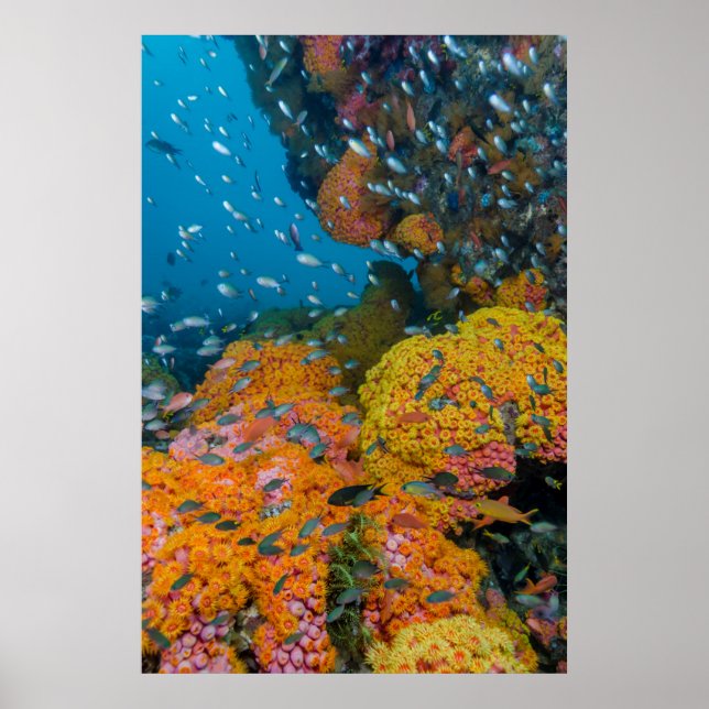 Poster Peixes Entre Recife De Coral (Frente)