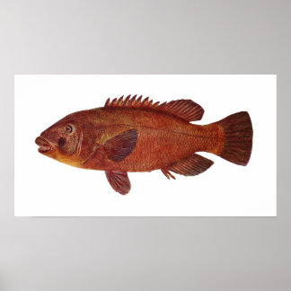 Póster Peixes - Groper - Achoerodus gouldii
