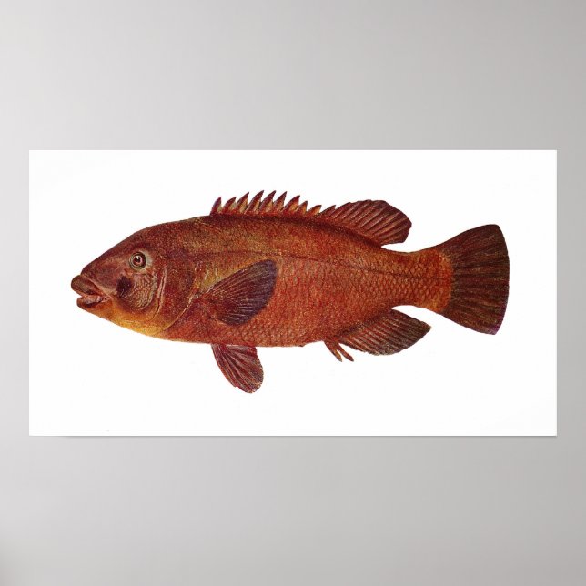 Póster Peixes - Groper - Achoerodus gouldii (Frente)