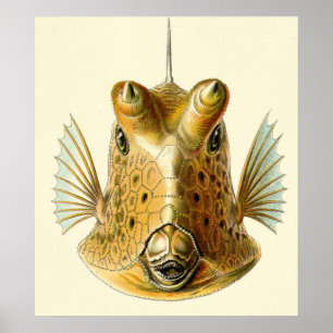Póster Peixes Horned estranhos