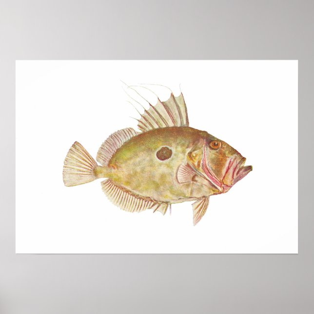 Póster Peixes - John Dory - Zeus faber (Frente)