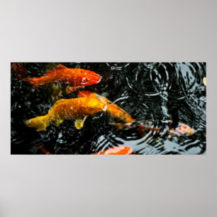 Póster Peixes Koi Coloridos Chengdu