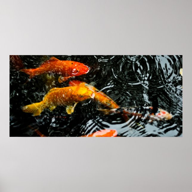 Póster Peixes Koi Coloridos | Chengdu (Frente)