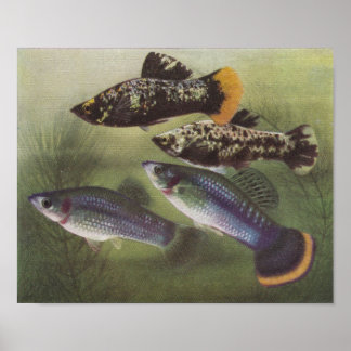 Póster Peixes - Mollies - Poecilia Sfenops