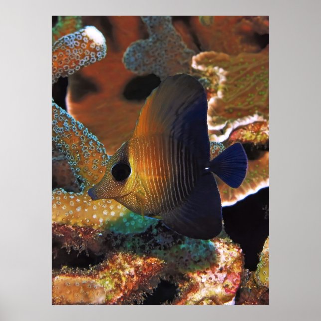 Poster Peixes no Coral (Frente)