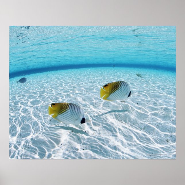 Poster Peixes no mar (Frente)