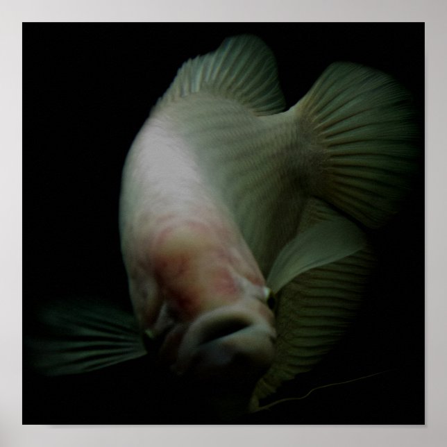 Poster Peixes no Retrato do Tanque (Frente)