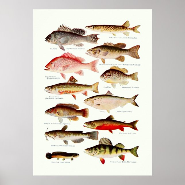 Poster Peixes Norte-Americanos Vintage (Frente)