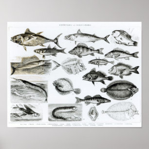 Póster Peixes ósseos dos ictiologias