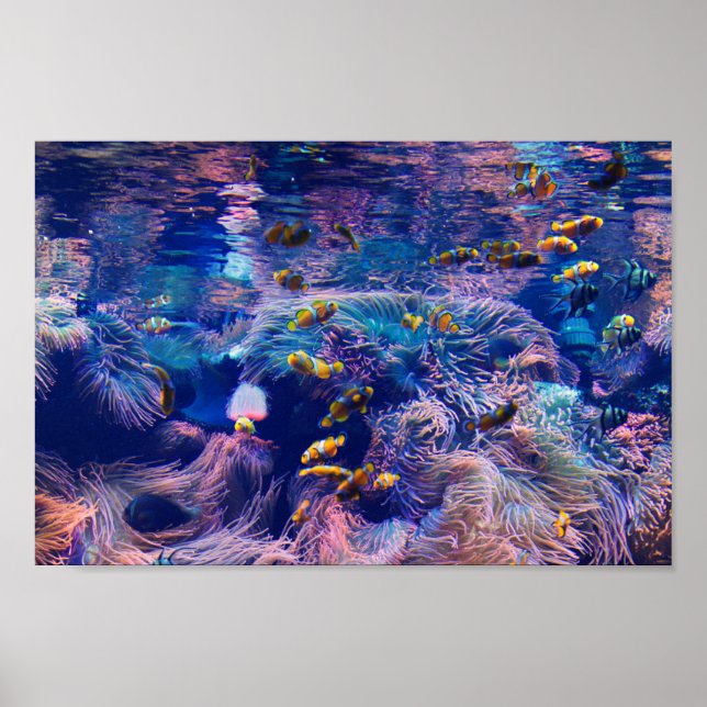 Poster Peixes-palha e aquário roxo (Frente)