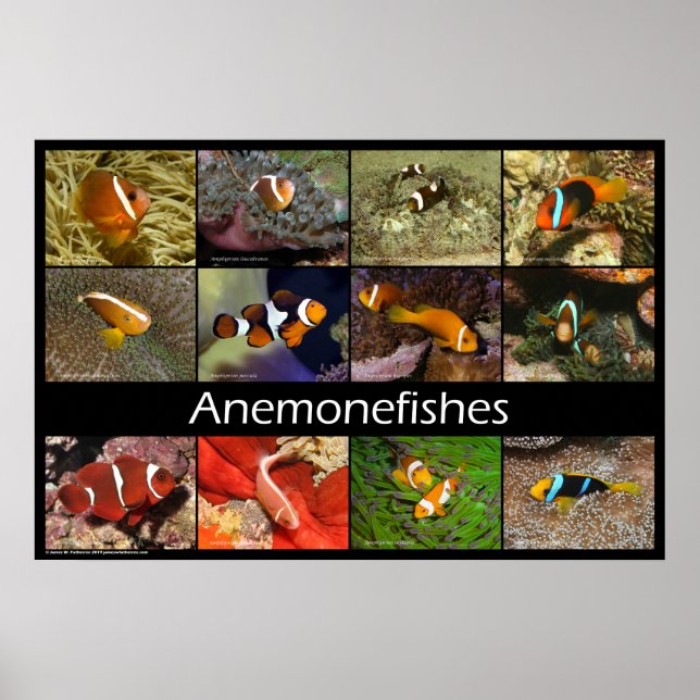Poster Peixes-palhaços (Frente)