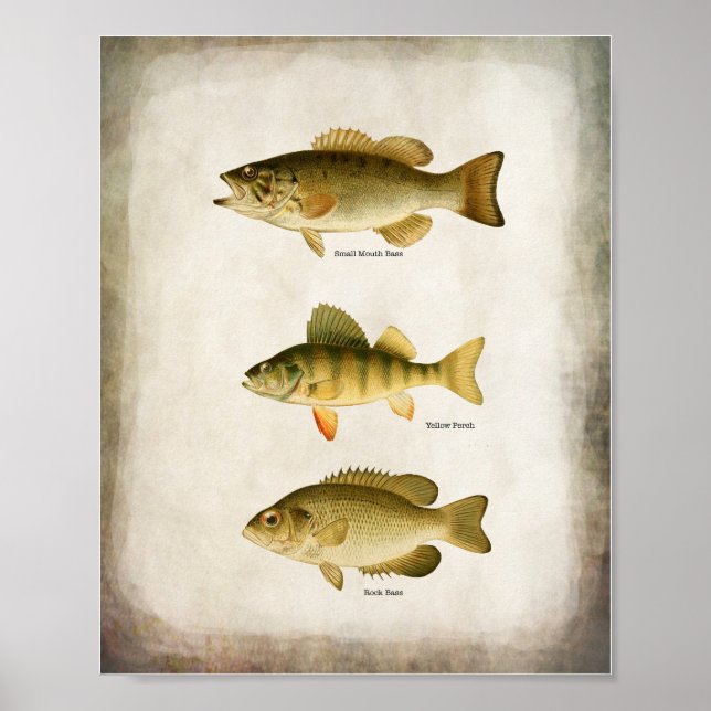 Poster Peixes-Panquívoros, Peras e Walleye Wall Art (Frente)