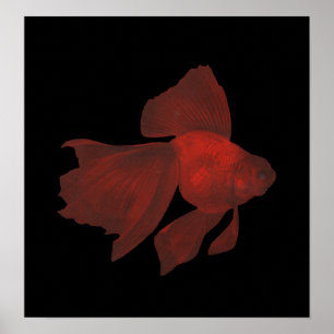 Poster Peixes - peixe dourado de Veiltail - auratus do