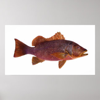 Poster Peixes - Perca do Mar Roxo - Superbus Lutjanus