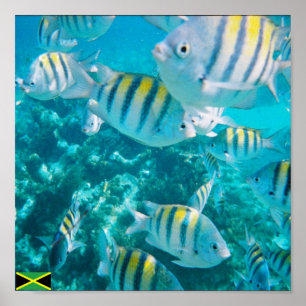 Póster peixes principais sergent jamaica