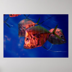 Poster Peixes que banham-se no néon