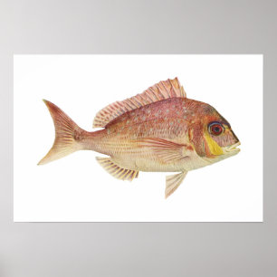Poster Peixes - Red Bream - Chryosophrys guttuatus