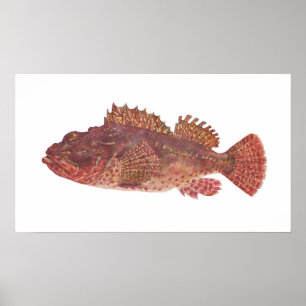 Póster Peixes - Red Rock Cod - Scorpaena cardinalis