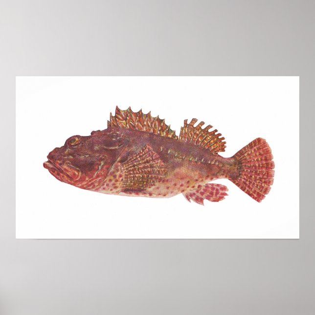 Póster Peixes - Red Rock Cod - Scorpaena cardinalis (Frente)