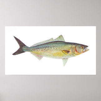 Póster Peixes - Salmão Australiano - Arripis trutta