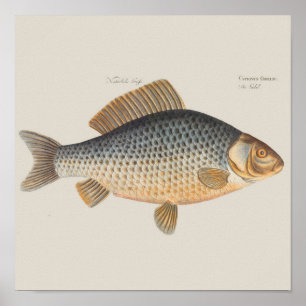 Póster Peixes+trabalho de arte+design+pesca+pesca+pesca