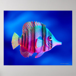 Poster Peixes Tropicais