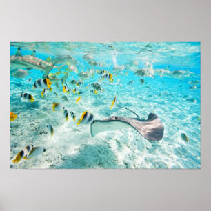 Poster Peixes tropicais