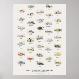 Poster Peixes Tropicais de Recifes e Costeiros - Bibliote