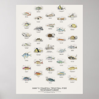 Poster Peixes Tropicais de Recifes e Costeiros - Bibliote