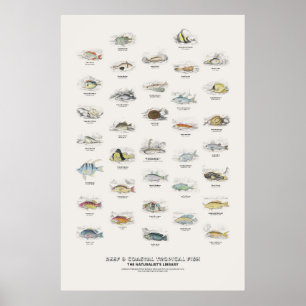 Poster Peixes Tropicais de Recifes e Costeiros - Bibliote