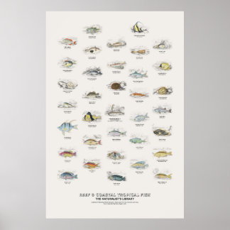 Poster Peixes Tropicais de Recifes e Costeiros - Bibliote