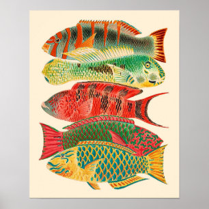 Poster Peixes tropicais do Vintage
