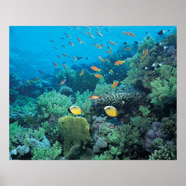 Póster Peixes tropicais nadando sobre recifes (Frente)