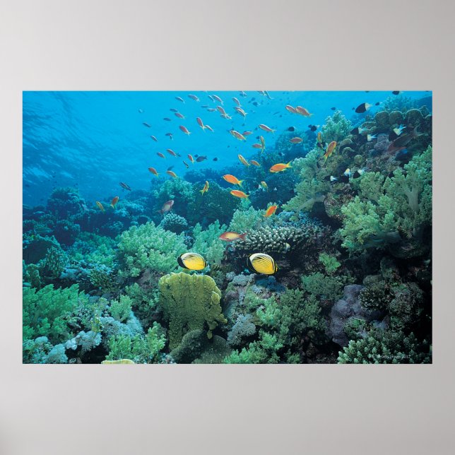 Póster Peixes tropicais nadando sobre recifes (Frente)