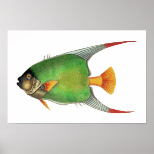 Poster Peixes Tropicais Verdes do Mediterrâneo Vintage