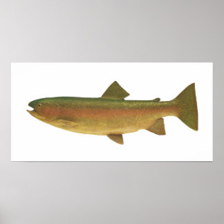 Póster Peixes - Truta Arco-Íris - Salmo gairdnerii
